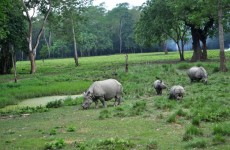 Chitwan Jungle Safari