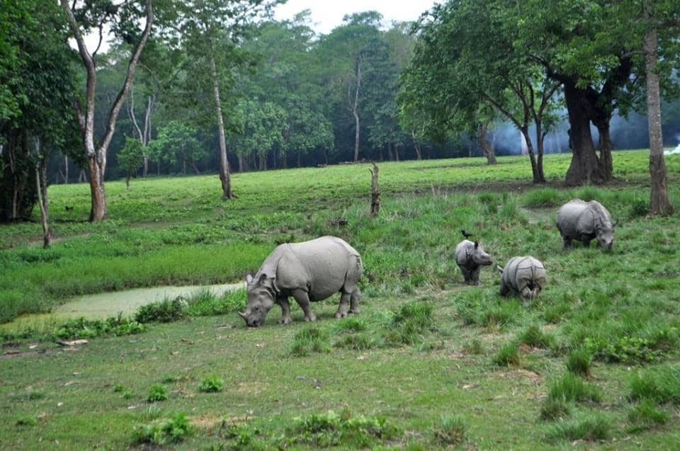 Chitwan Rhino