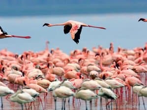Flamingoes