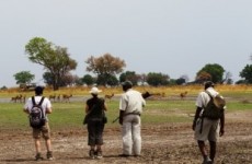 4 Days Botswana Walking Safari