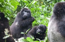 2 Days Gorilla Trekking Safari Uganda from Kigali