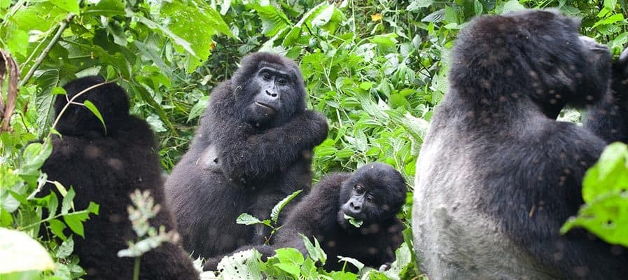 Gorilla Family In Uganda