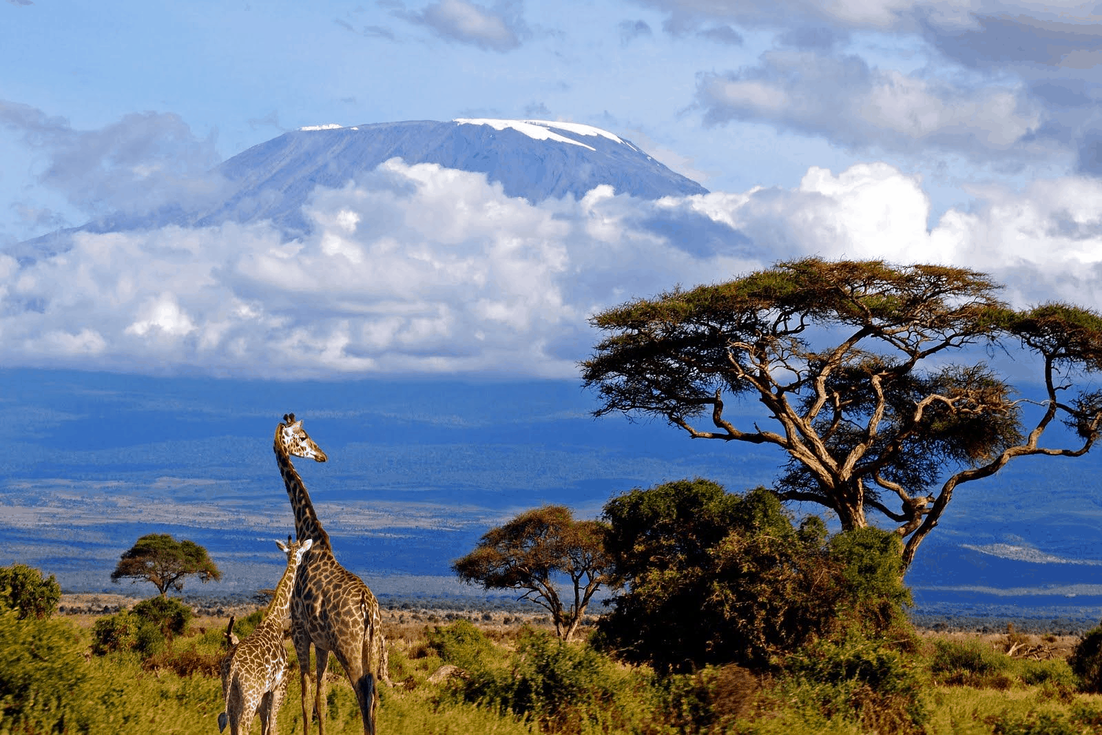 Kilimanjaro Climbing @burigi Chato Safaris (11)