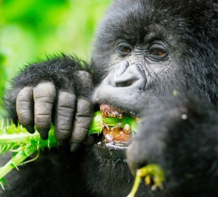 Safarideal Gorilla Thumbnail