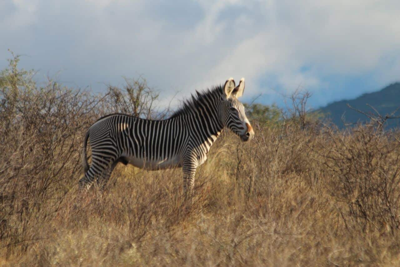 Samburu