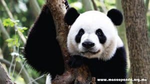 2015 New Panda Webbbanner & Wallpaper