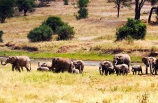 4-Day Tarangire, Serengeti & Ngorongoro Crater Safari
