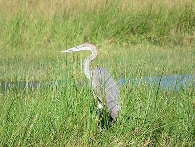 Water Bird