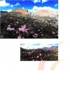 Wildflower4