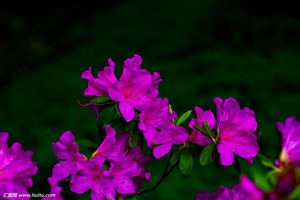 杜鹃花 1