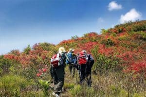 杜鹃花 香格里拉