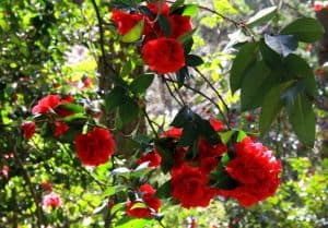茶花 云南 2