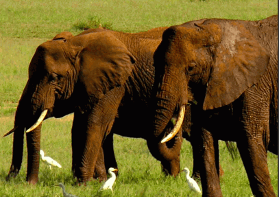 2 Days Tanzania Camping Safari to Tarangire and Ngorongoro