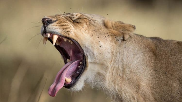 2 Days Maasai Mara Safari Tour Tour 2 18070 1535800629