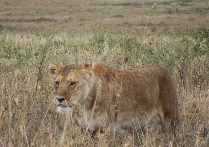 4 Days Lake Manyara, Serengeti & Ngorongoro Crater
