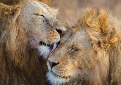 8-Day Northern Tanzania Wildlife Safari