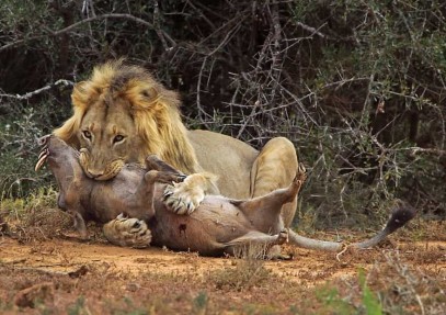 4-Day Maasai Mara & Lake Nakuru Safari