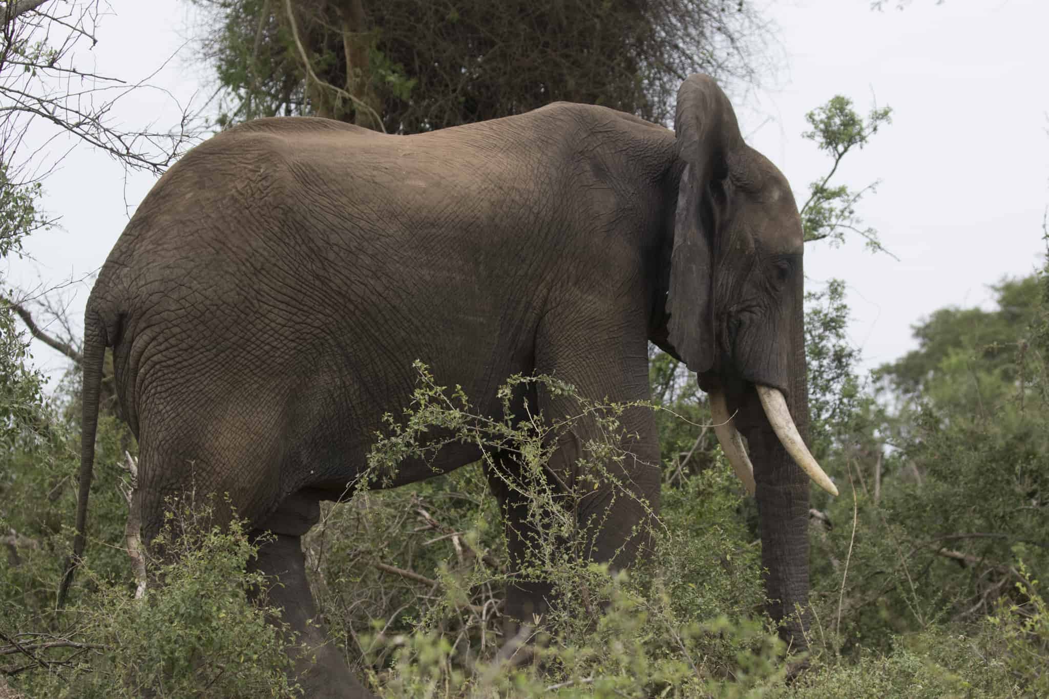 Bush Elephant 2