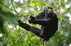 10-Day Best of Rwanda Safari