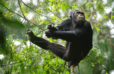 Chimp Nyungwe