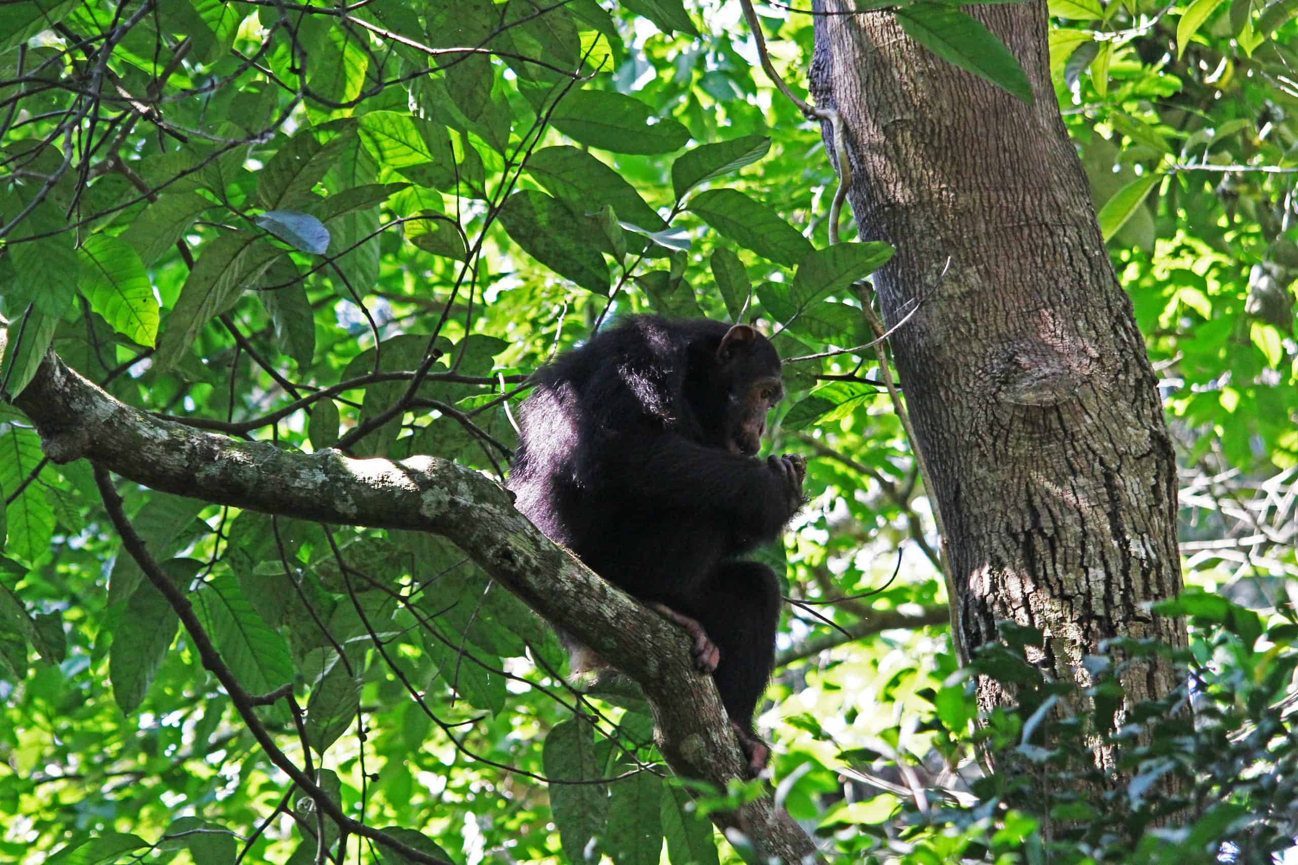 Chimpanzee