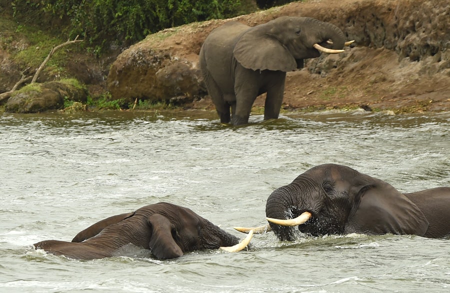 Elephants Fighting In Water