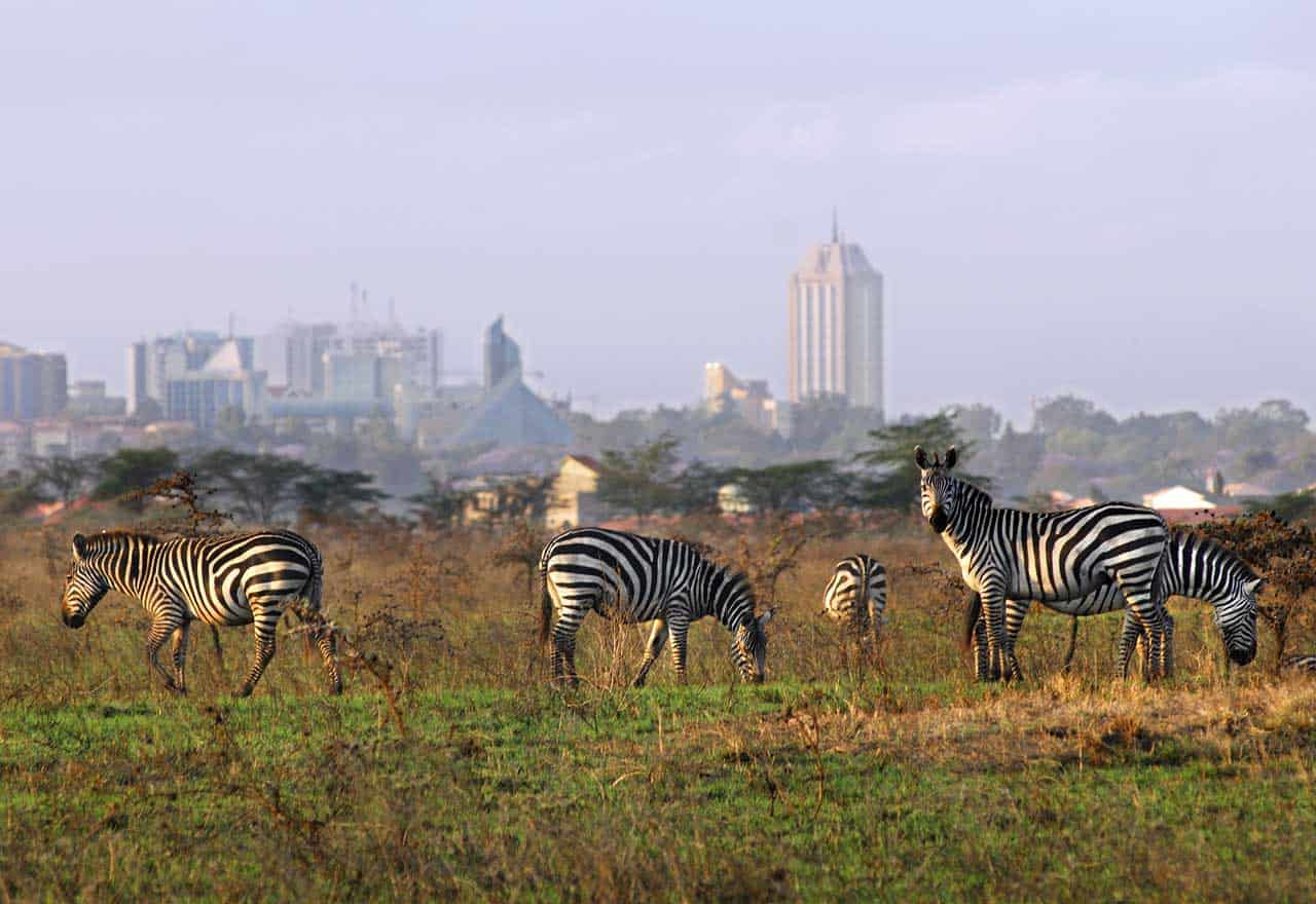 Giraffe Centre 3