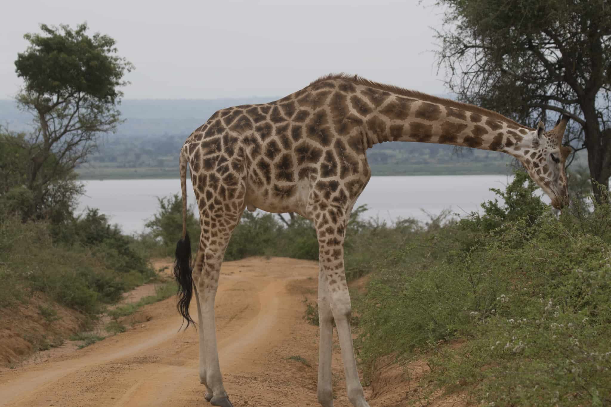 Giraffe