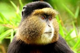 Golden Monkeys