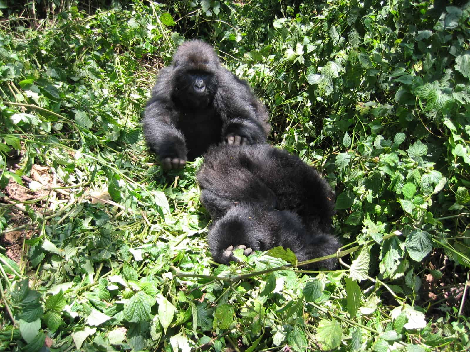 Gorillas
