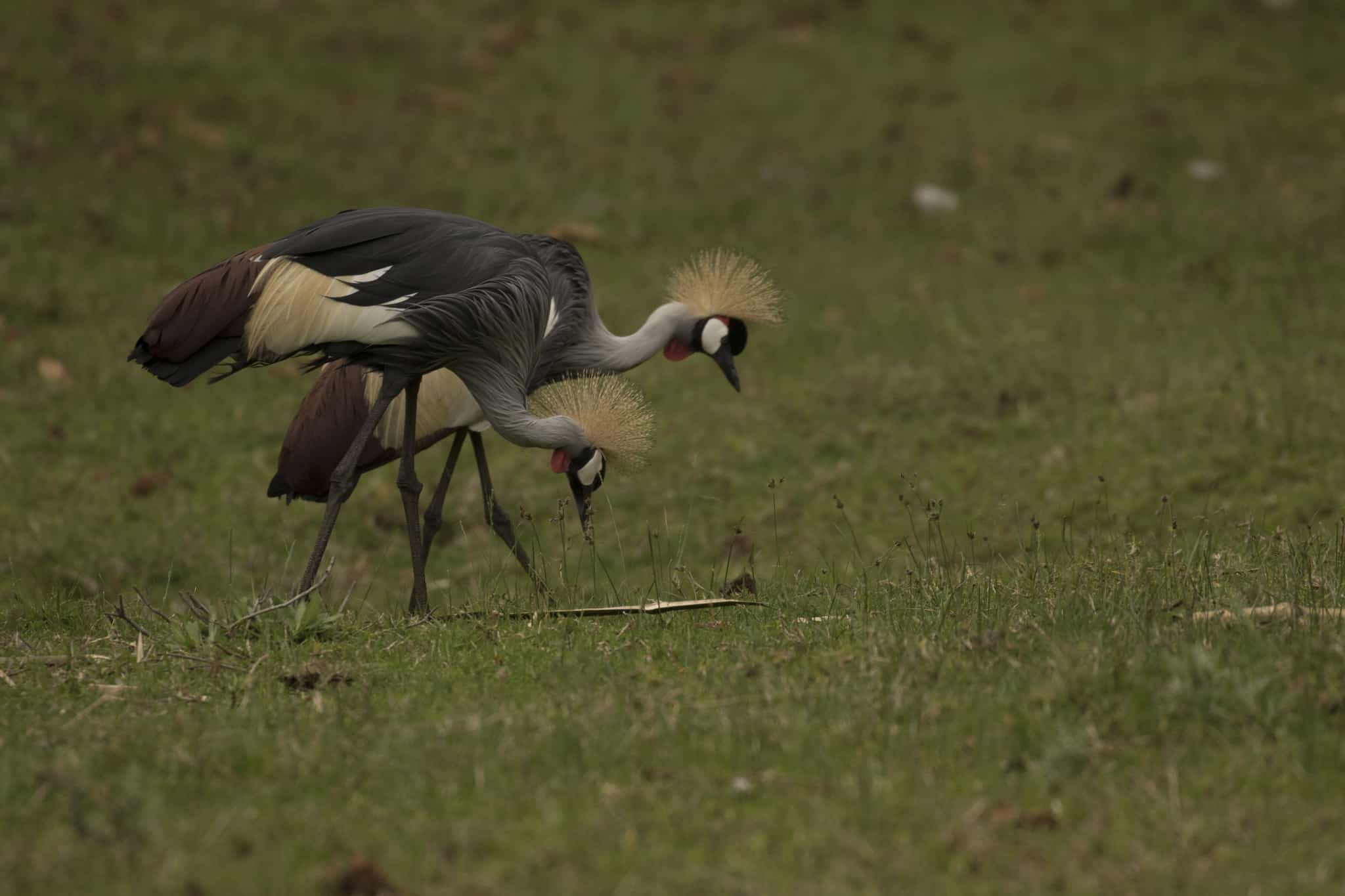 Grey Crowned Cranes