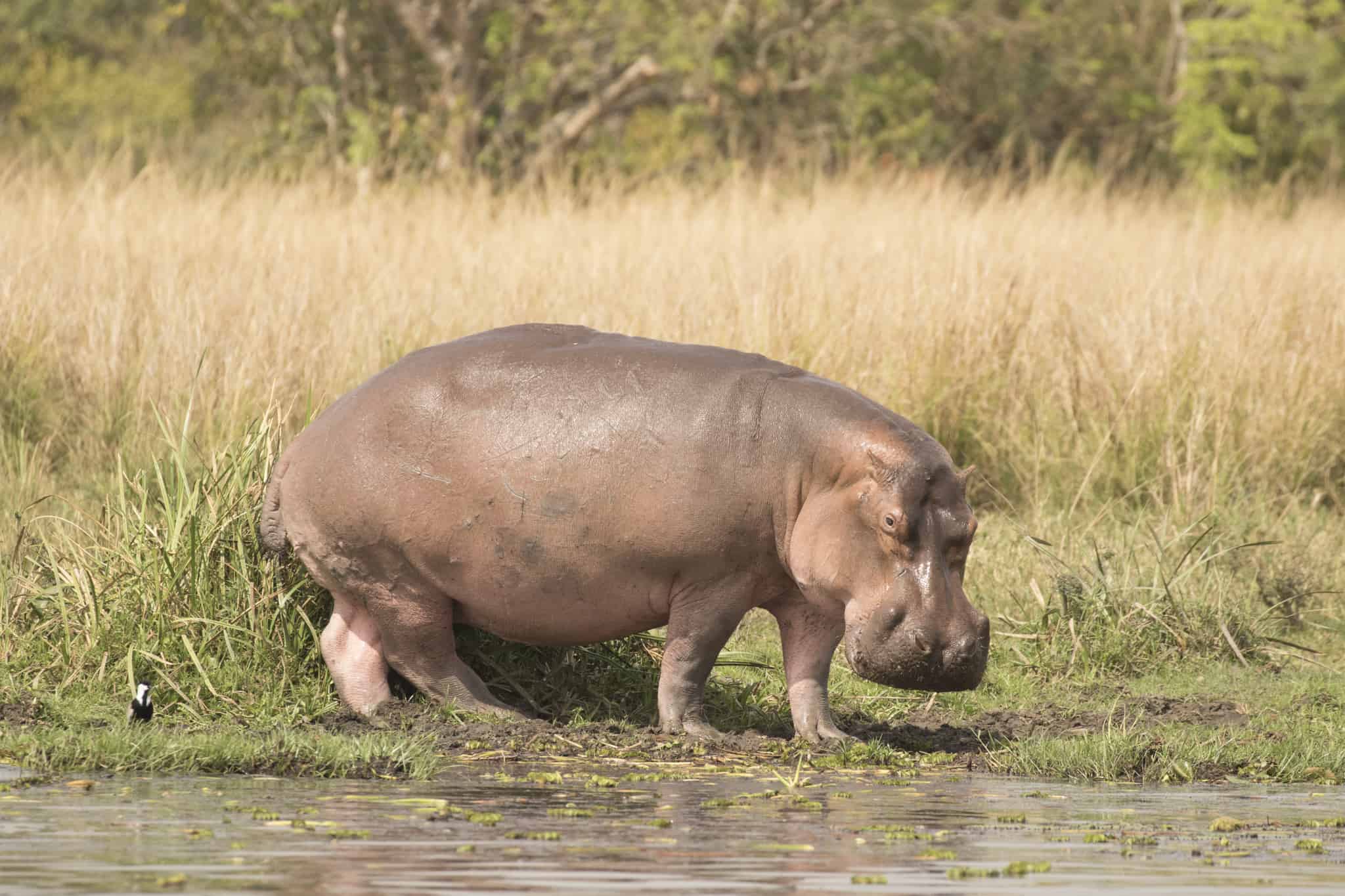 Hippopotamus