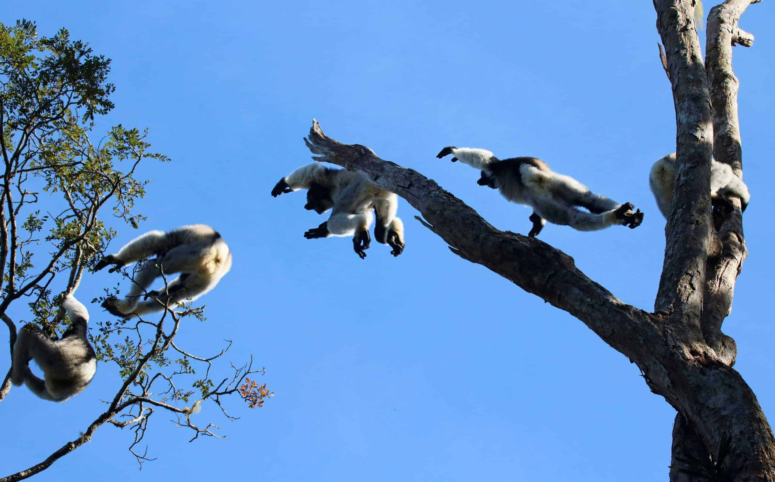 Img 04 55 Indri