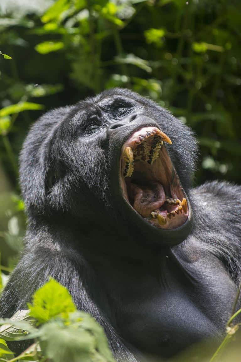 K1024 Mountain Gorilla