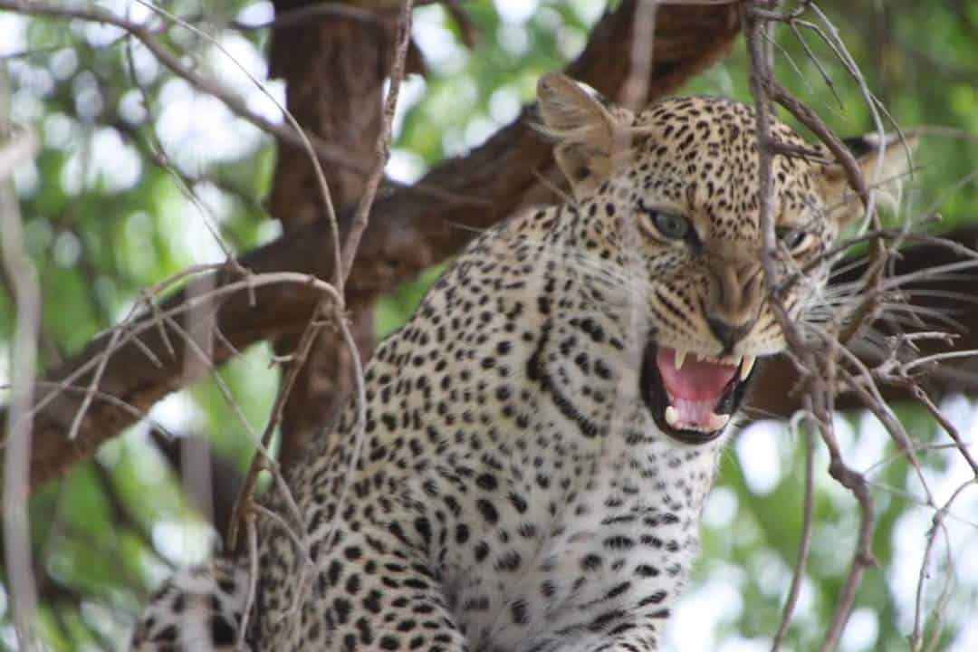 Safari to Serengeti for charity
