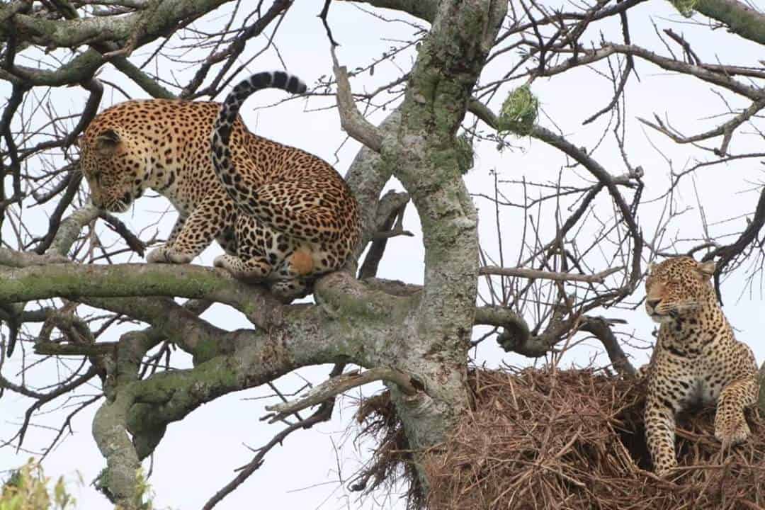 Safari to Serengeti for charity