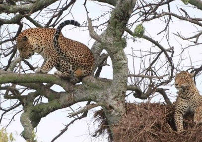 4-Day Tanzania Safari for Charity