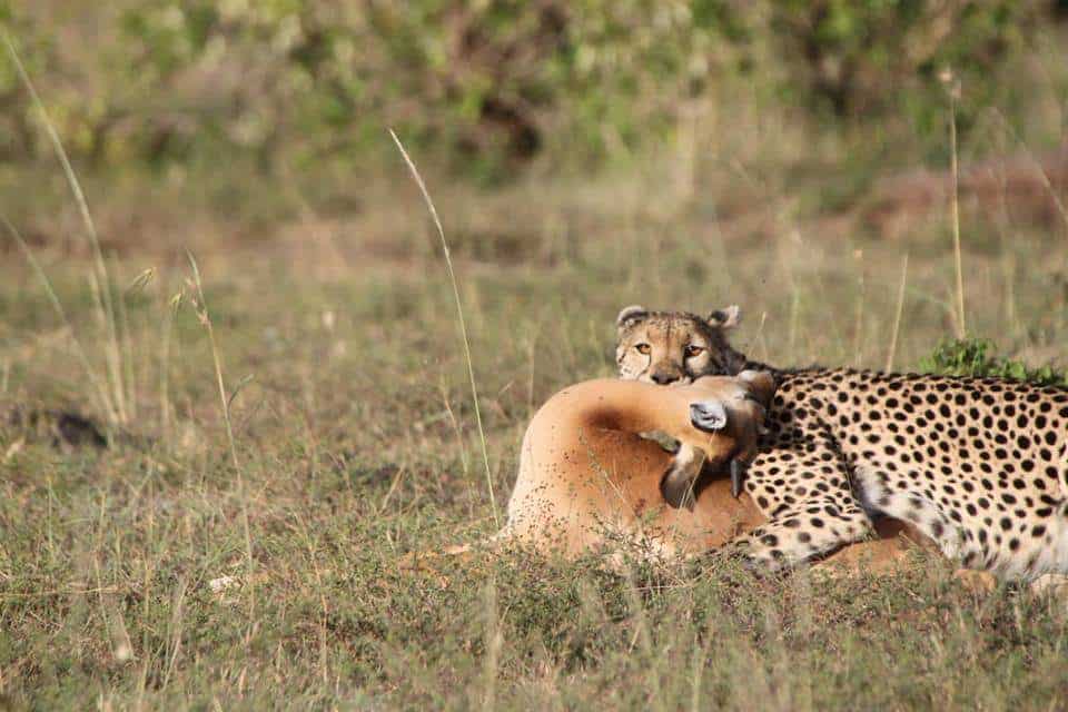 Safari to Serengeti for charity
