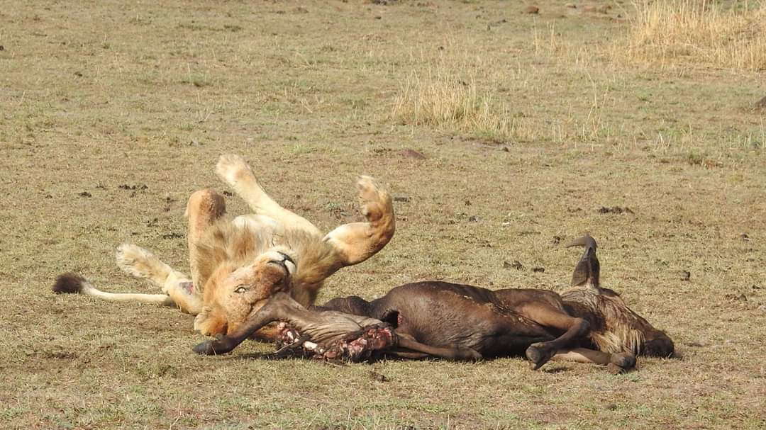 Safari to Serengeti for charity