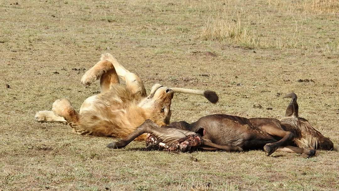 Safari to Serengeti for charity