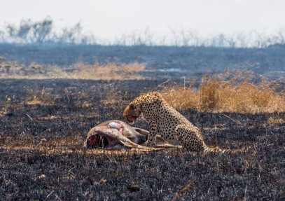 Ngorongoro Crater Full Day Tour