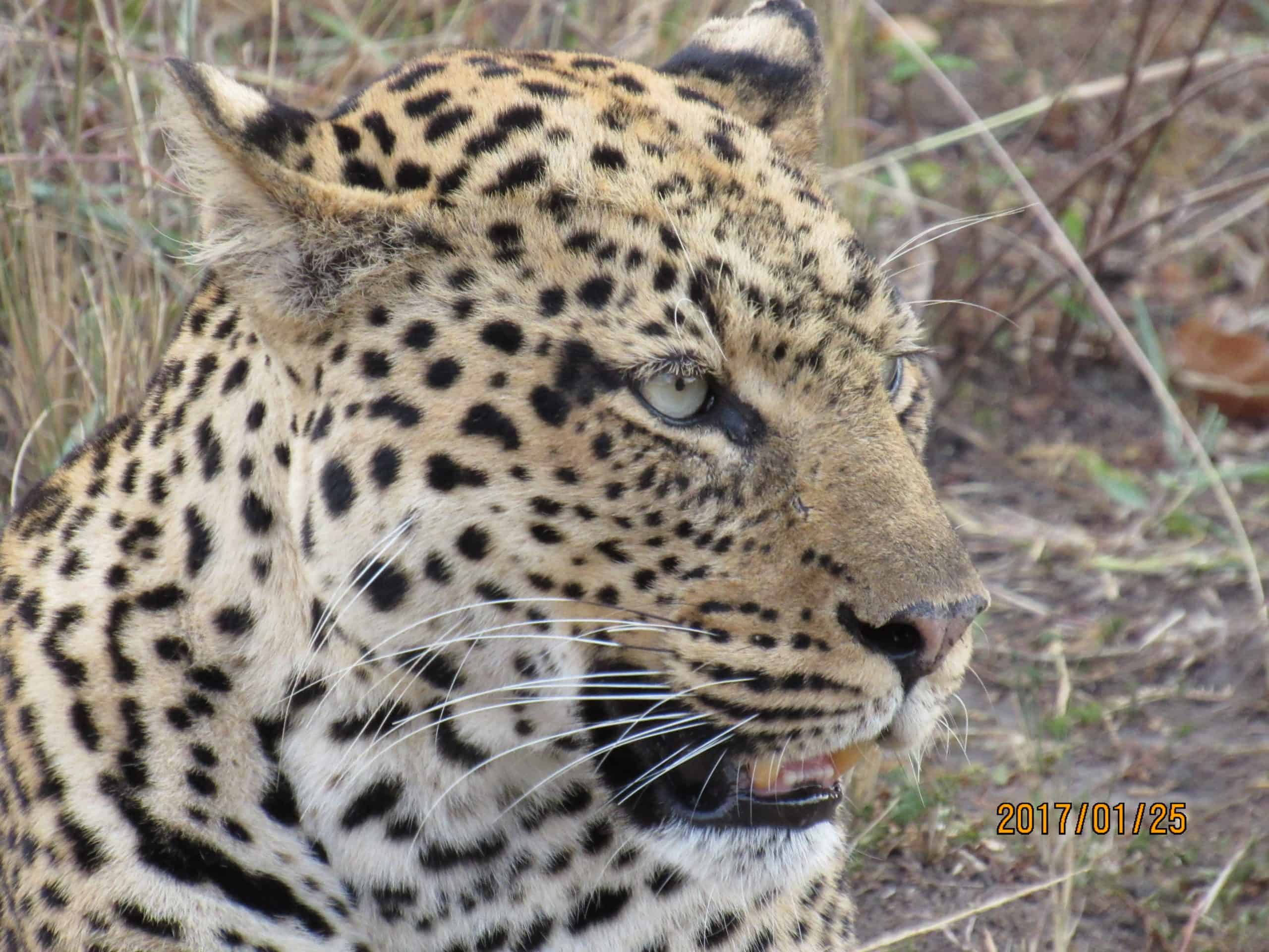 Leopard Uganda Carnivores