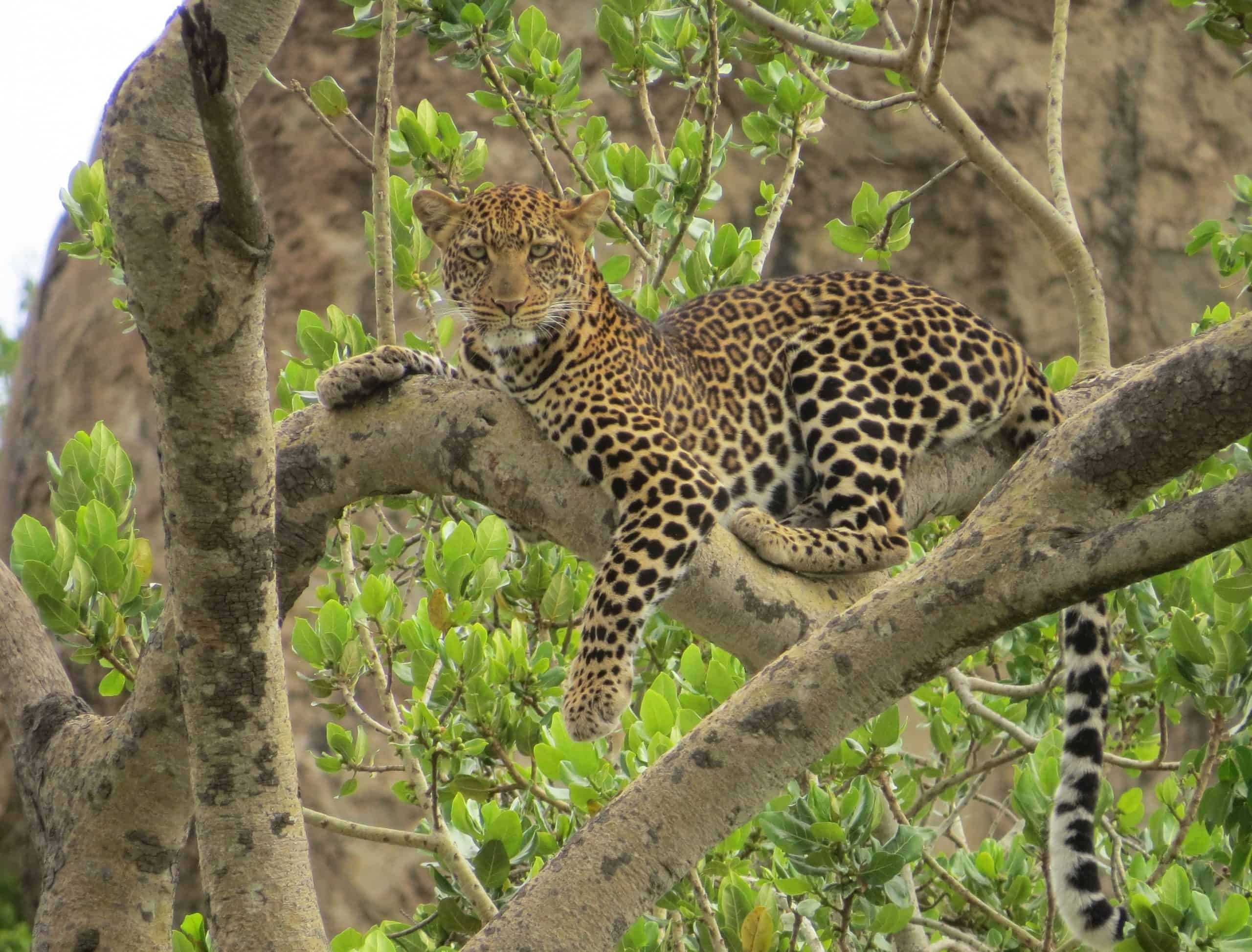 Leopard