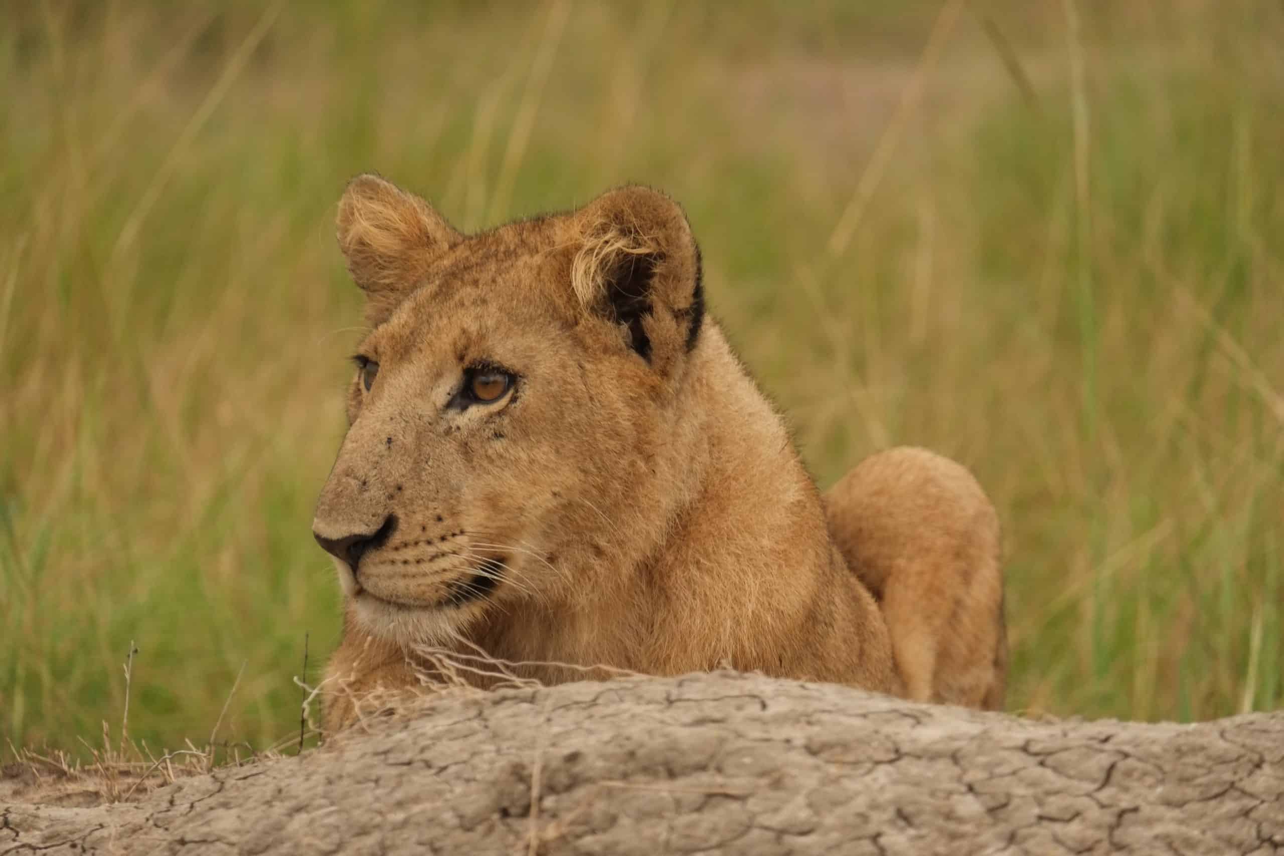 Lioness 2
