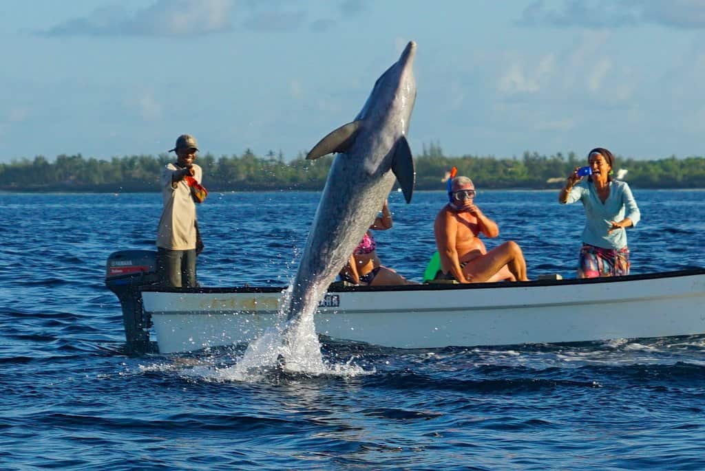 Ngaiza Adventures Dolfin Tour Zanzibar