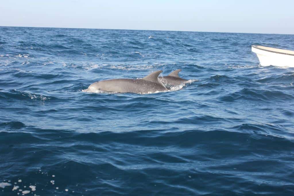 Ngaiza Adventures Dolphin Tour Zanzibar N