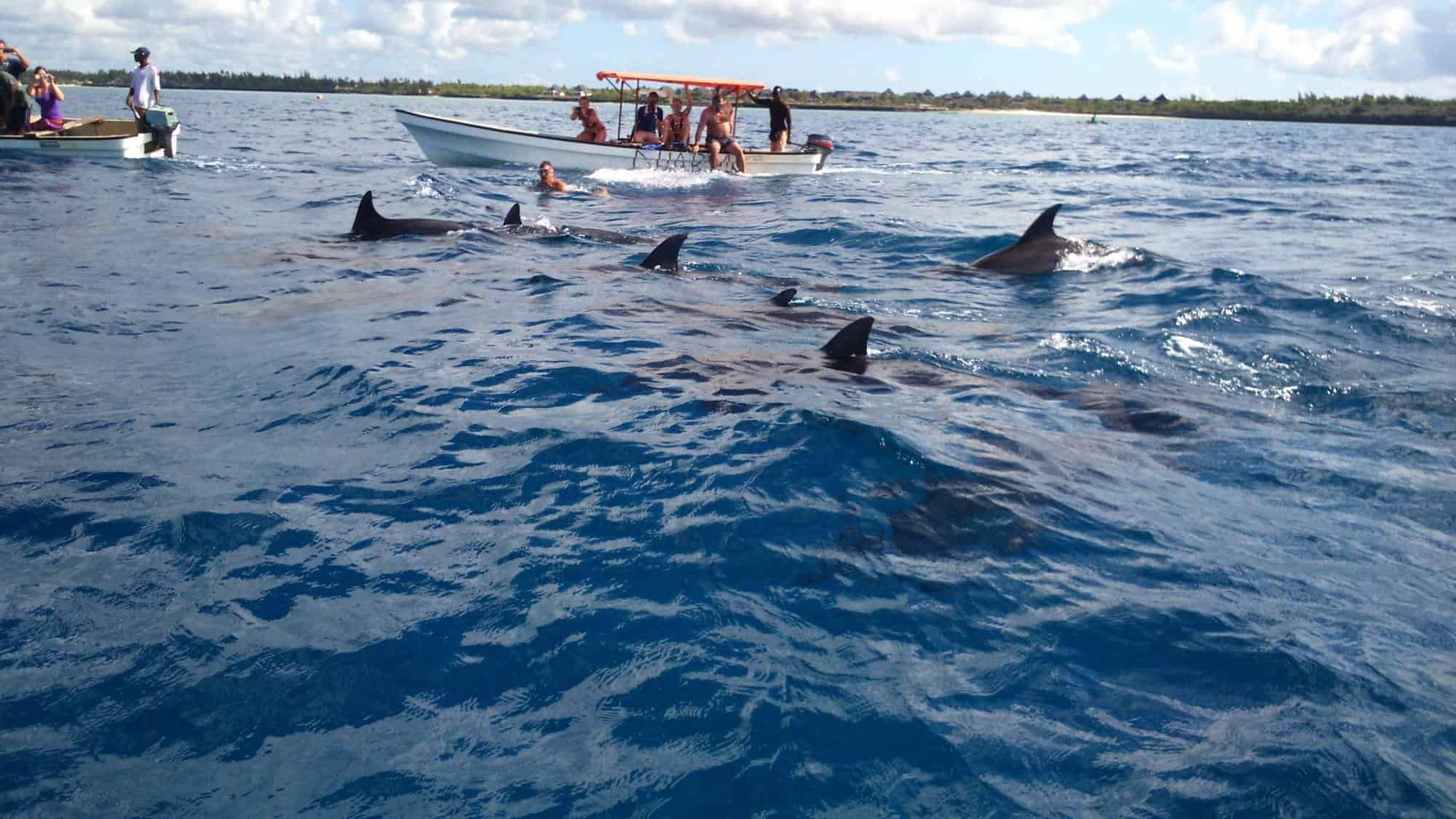 Ngaiza Adventures Dolphin Tour Zanzibar.