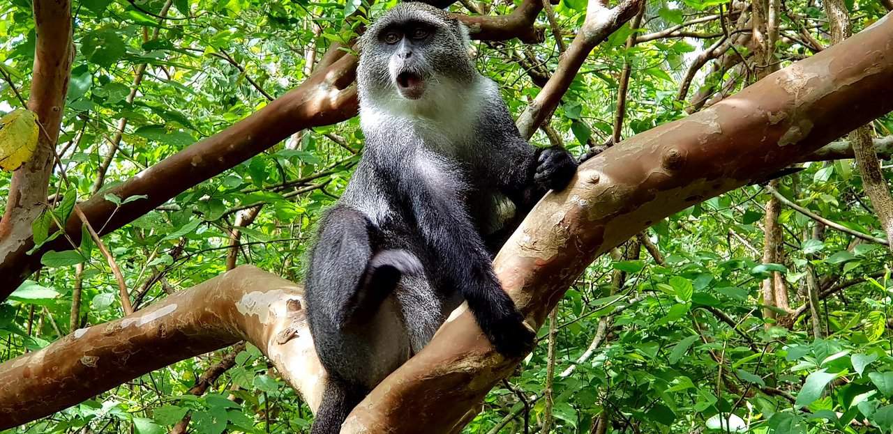 Ngaiza Adventures Jozani Forest Zanzibar