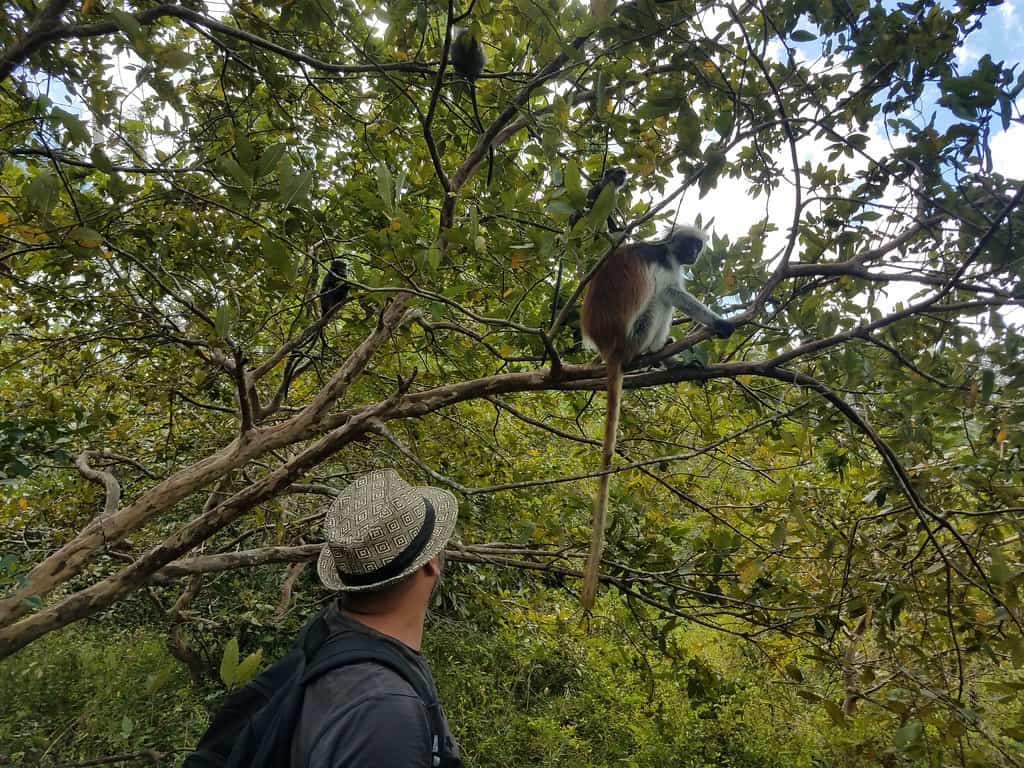 Ngaiza Adventures Jozani Forest Zanzibar G.