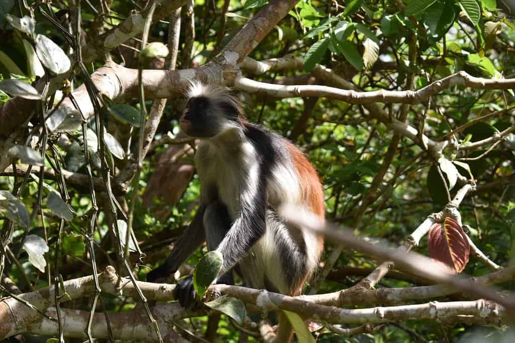 Ngaiza Adventures Jozani Forest Zanzibar G